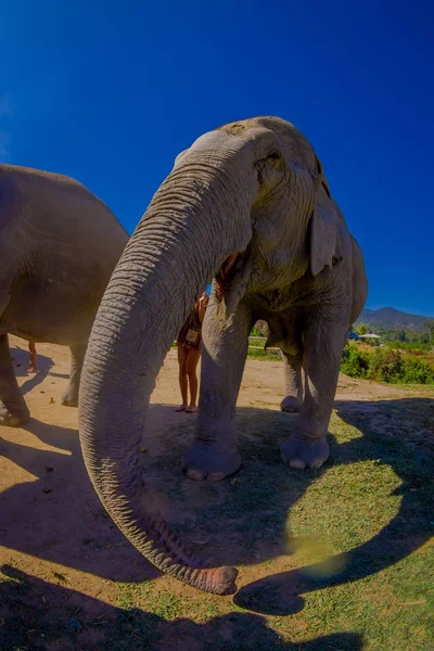 Front view of beautiful huge elephant Jungle Sanctuary in Chiang Mai, in a gorgeous sunny day with blue sky — Stock Photo, Image