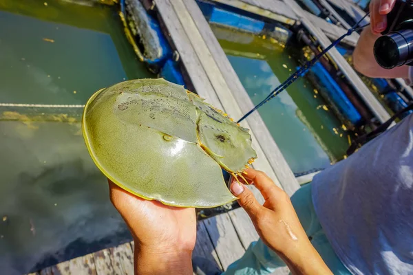 AO NANG, TAILANDIA - 23 DE MARZO DE 2018: Primer plano de la mano de un hombre sosteniendo un cangrejo de herradura en las granjas de peces de la ciudad de Krabi en el sur de Tailandia — Foto de Stock