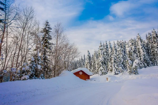 Linda vista ao ar livre da neve em pinheiros dentro de floresta densa durante um inverno pesado e típica casa vermelha de madeira — Fotografia de Stock