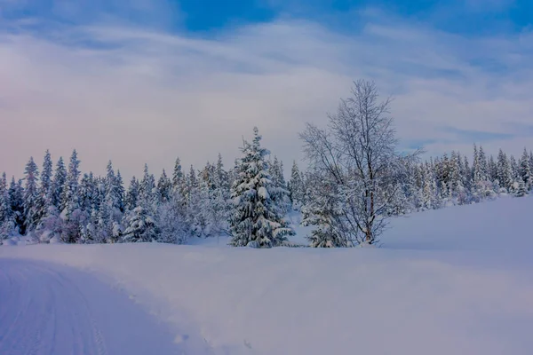 美丽的户外景观的道路部分覆盖着大雪, 松树在森林里 — 图库照片