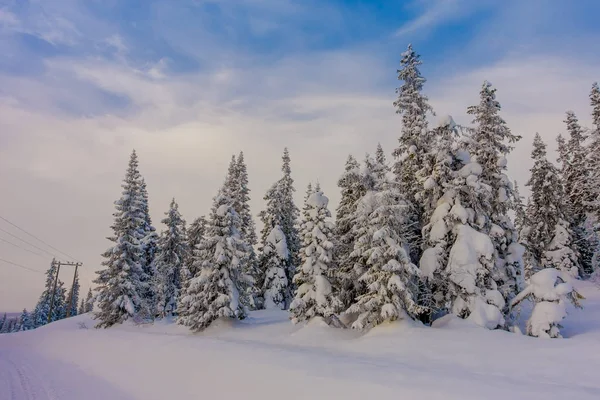 Vista ao ar livre da estrada parcial coberta de neve, e pinheiros na floresta — Fotografia de Stock