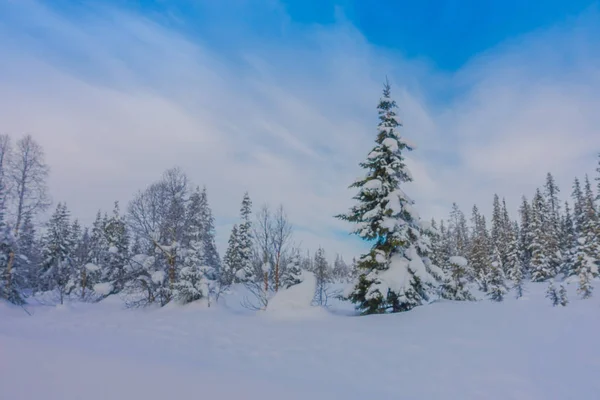 Hermoso paisaje de nieve en los densos pinos durante el invierno —  Fotos de Stock