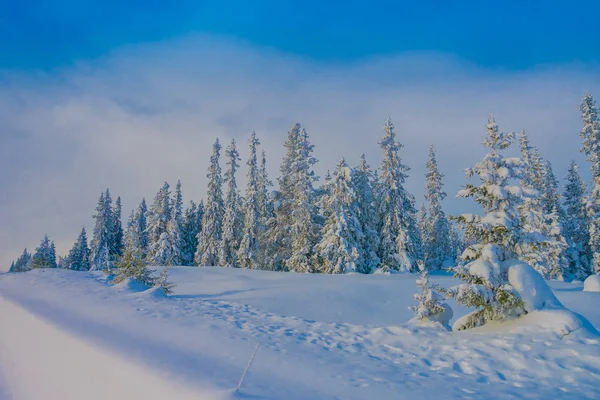 Bela vista ao ar livre durante o inverno na região de Bagnsasen com árvores cobertas de neve na floresta na Noruega — Fotografia de Stock