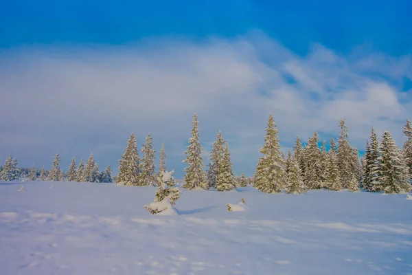 Bela vista ao ar livre com árvores cobertas de neve na floresta, durante o inverno na região de Bagnsasen, na Noruega — Fotografia de Stock