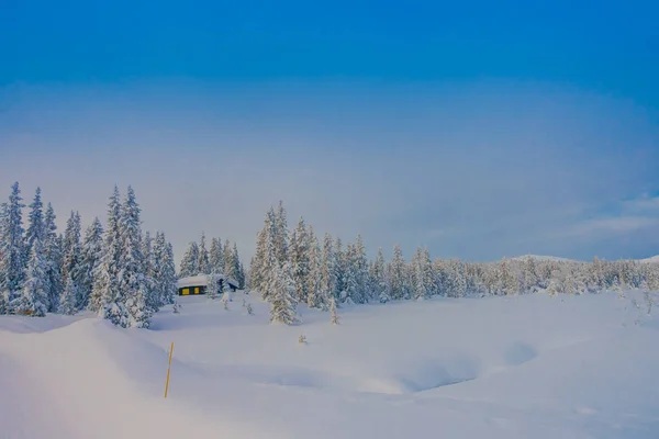 Linda vista ao ar livre de pinheiros cobertos de neve e gelo durante o inverno — Fotografia de Stock