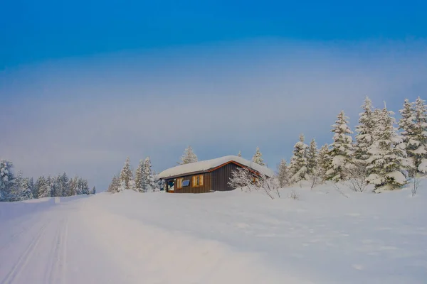 Вид на сосны, покрытые снегом и льдом зимой — стоковое фото