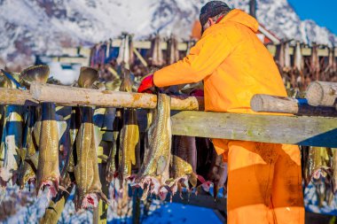 Kış saati, ahşap kurutma raf Lofoten Adaları üzerinde soğuk kış havada kurutma balık geleneksel şekilde sırasında kurutma stockfish cod üzerinde turuncu su geçirmez giyen kimliği belirsiz adam