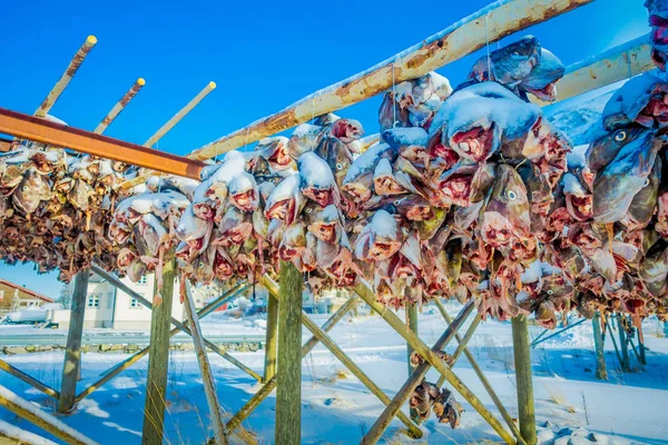 Forma tradicional de secado del bacalao en las islas Lofoten — Foto de Stock