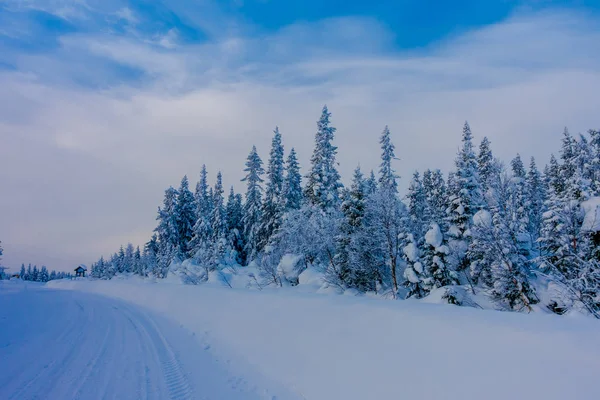 Вид снаружи дороги, частично покрытой сильным снегом, и сосны в лесу — стоковое фото