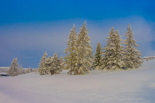 Bela vista ao ar livre da neve em pinheiros durante um inverno pesado — Fotografia de Stock