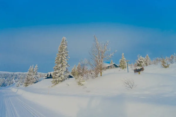 Pinhais cobertos de neve na floresta em um lado da estrada durante um inverno pesado — Fotografia de Stock