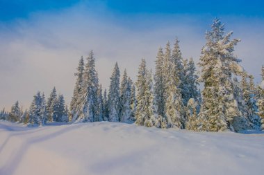 Norveç'te ormanda kar kış aylarında güzel açık görünüm Bagnsasen bölgede ağaçları ile kaplı