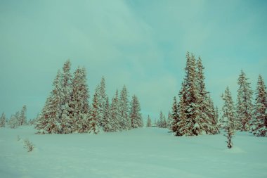 Norveç'te kış aylarında kar ve buz ormandaki ile kaplı çam ağaçlarının muhteşem açık görünüm