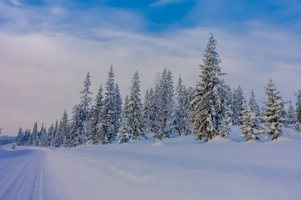 Όμορφη υπαίθρια άποψη του δρόμου μερική καλυμμένο με βαρύ χιόνι, και πεύκα στο δάσος — Φωτογραφία Αρχείου
