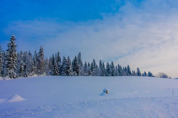 Pinhais cobertos de neve nas folhas em floresta densa durante o inverno — Fotografia de Stock