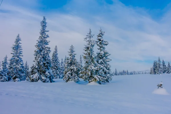 Όμορφο τοπίο του χιονιού μέσα στο πυκνό δάσος κατά τη διάρκεια του χειμώνα — Φωτογραφία Αρχείου