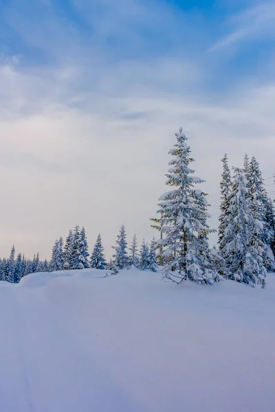 Gyönyörű táj, a hó a téli időszakban a sűrű erdőben — Stock Fotó