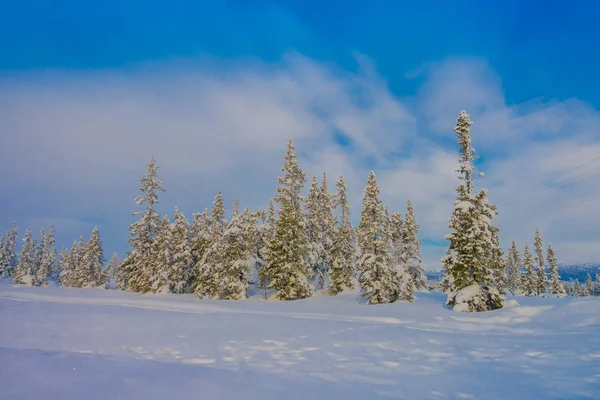 Hermosa vista al aire libre con árboles cubiertos de nieve en el bosque, durante el invierno en la región de Bagnsasen en Noruega — Foto de Stock