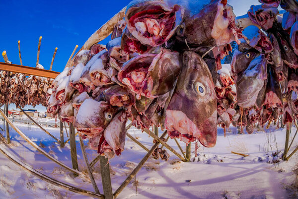 Dried cod fish heads waiting to be exported from Lofoten in northern Norway to Italy and served as fish soup on Italian dinner tables