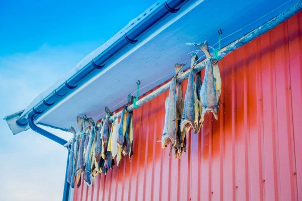 Сушеная рыба висит на красной рорбу в Лофотене — стоковое фото