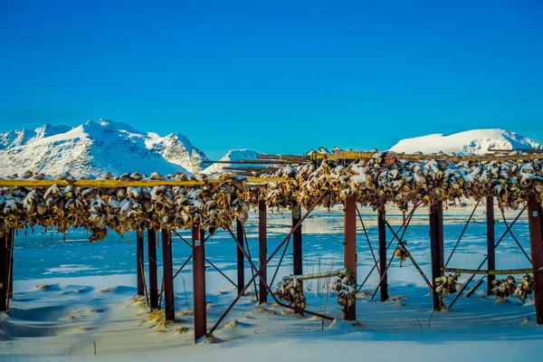 Widok zewnętrzny tradycyjny sposób suszenia dorsz zapasów w Lofoty — Zdjęcie stockowe