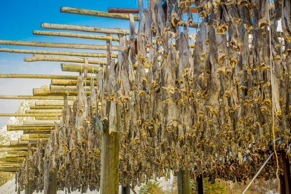 Närbild på torsk lager fisk traditionellt vis torkning i Lofoten öarna — Stockfoto