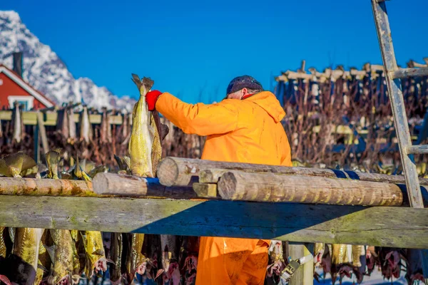 Niezidentyfikowany mężczyzna nosi pomarańczowy wodoodporny na dorsza Sztokfisz suszenia zimą, tradycyjny sposób suszenia ryb w zimą zimne powietrze na drewniane suszarka w Lofoty — Zdjęcie stockowe
