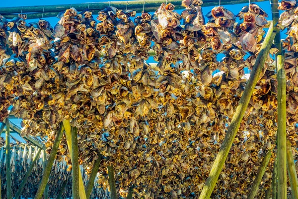 View of traditional way of drying cod stock fish heads, hanging from a wooden structure Lofoten Islands — Stock Photo, Image