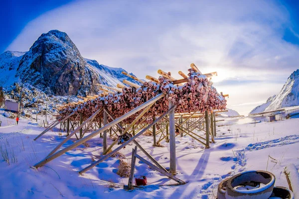 屋外観干し魚のタラの木製の乾燥ラックに冷たい冬の空気の乾燥魚のロフォーテン諸島、ノルウェー、ノルウェーの伝統的な方法で冬の間乾燥 — ストック写真
