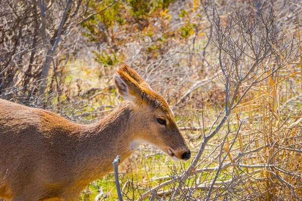 Vista ao ar livre de veados em pé por grama longa na ilha de fogo em Long Island — Fotografia de Stock