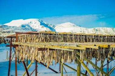 Lofoten, Norveç - 09 Nisan 2018: hisse senedi Morina balığı Lofoten Adaları'ndaki kurutma açık görünümü geleneksel yol-in