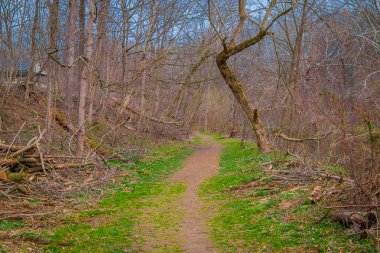 İçinde yeşil çim ve Lancaster bazı kuru ağaçları ile kaplı orman yolunun açık görünüm