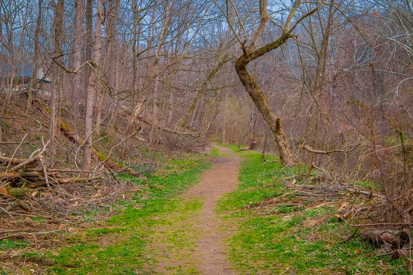 Outdoor view of path inside of the forest covered with green grass and some dry trees in Lancaster — Stock Photo, Image