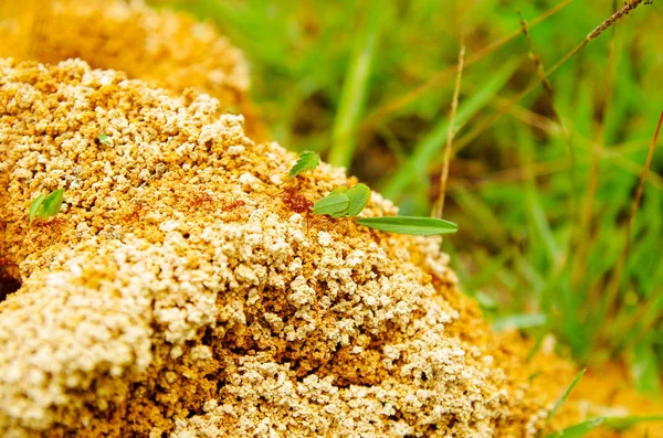 Close up de formigueiro em uma floresta de primavera, as formigas estão se movendo em um formigueiro. Contexto de uma colônia vermelha de formigas — Fotografia de Stock