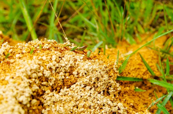 Acercamiento del hormiguero en un bosque de primavera, las hormigas se mueven en un hormiguero. Fondo de una colonia roja de hormigas — Foto de Stock