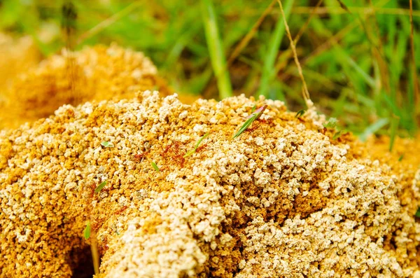 Close up de formigueiro em uma floresta de primavera, as formigas estão se movendo em um formigueiro. Contexto de uma colônia vermelha de formigas — Fotografia de Stock