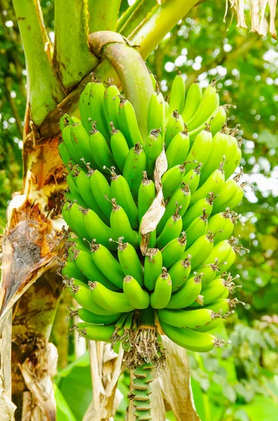 Groene stelletje weegbree bananen op de boom. Weegbree banaan is een delicatesse vrucht gemeenschappelijk in de Latijns-Amerikaanse dieet — Stockfoto