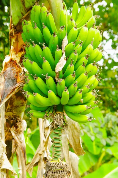 Zielona kupa banan banany na drzewie. Banana banan jest przysmak owoce w diecie Ameryki Łacińskiej — Zdjęcie stockowe
