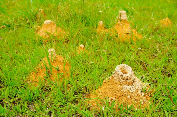 Large anthill of red ants Formica rufa in the grass, in the grove on the edge of the forest — Stock Photo, Image