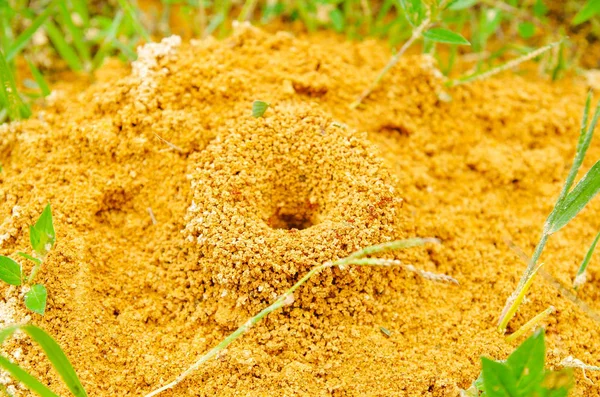 Над видом на большой муравейник красных муравьев Formica rufa в траве, в роще на краю леса — стоковое фото