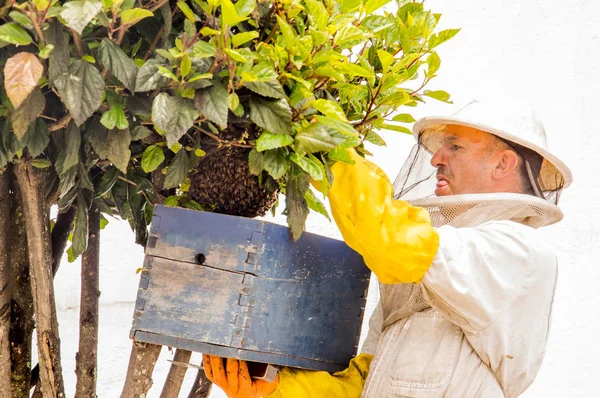 QUITO, ECUADOR, 21 DE MARZO DE 2018: Vista al aire libre del apicultor recolectando miel en un panal y abejas, usando una protección completa contra la picadura de abeja —  Fotos de Stock