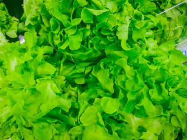 Olgun yeşil kıtır kıtır marul, yan manzara, organik