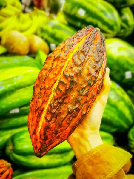 Čerstvé kakaové ovoce v ruce. Ekologické kakaové ovoce. Kakao - zdravé potraviny — Stock fotografie