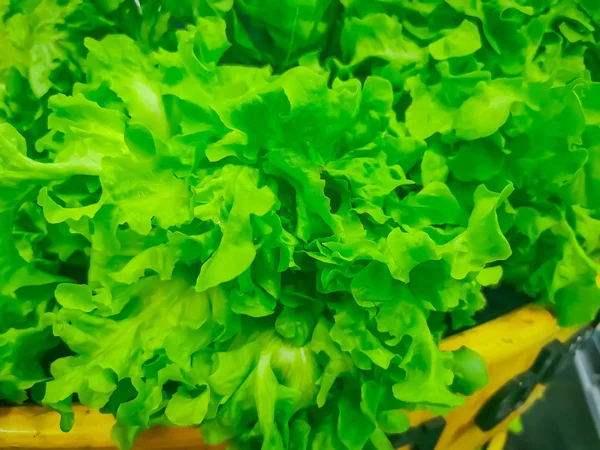Ripe green crisp-head lettuce, side view, organic — Stock Photo, Image