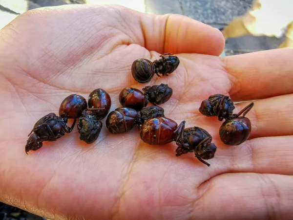 Ätbara ant traditionella från Santander-regionen i Colombia som kallas Hormiga Culona som bokstavligen översatt på engelska är stora-assed ant. — Stockfoto