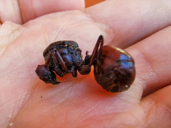 La formica commestibile tradizionale della regione di Santander in Colombia chiamata Hormiga Culona che tradotto letteralmente in inglese è formica dal culo grosso . — Foto Stock