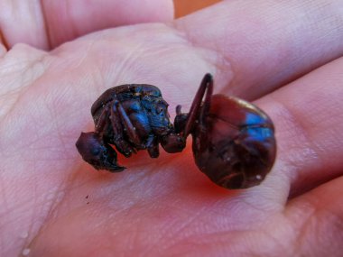 Yenilebilir karınca geleneksel anlamıyla İngilizce olarak tercüme Hormiga Culona denilen Kolombiya Santander bölgesinden büyük kıçlı karınca olduğunu.