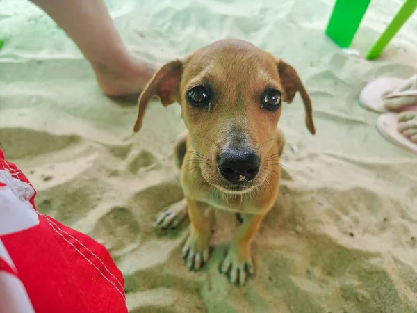 Filhote de cachorro sem-teto na praia sgtring diretamente para a câmera . — Fotografia de Stock