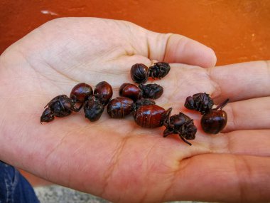Yenilebilir karınca geleneksel anlamıyla İngilizce olarak tercüme Hormiga Culona denilen Kolombiya Santander bölgesinden büyük kıçlı karınca olduğunu.