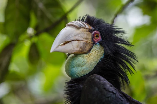 Weiblicher Kranzhornvogel — Stockfoto